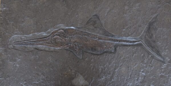 Replik Ichthyosaurus Holzmaden