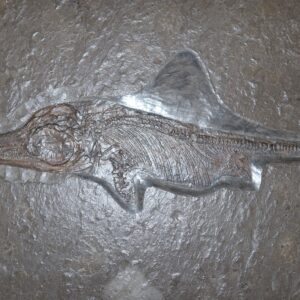 Replik Ichthyosaurus Holzmaden