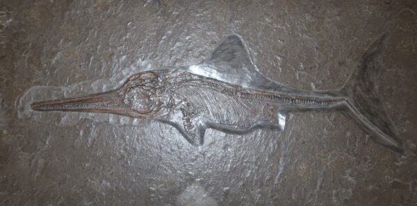 Replik Ichthyosaurus Holzmaden