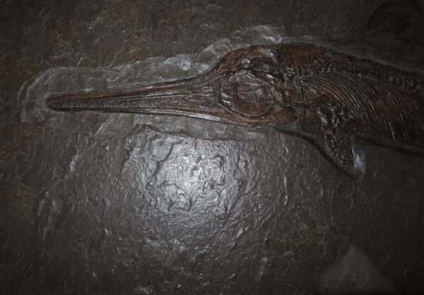 Replik Ichthyosaurus Holzmaden