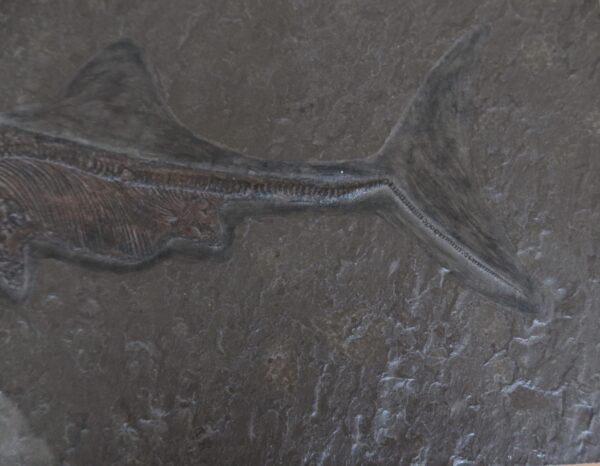 Replik Ichthyosaurus Holzmaden