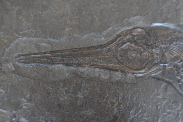Replik Ichthyosaurus Holzmaden