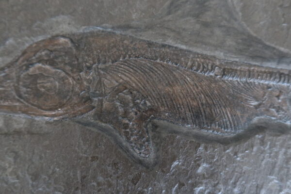 Replik Ichthyosaurus Holzmaden