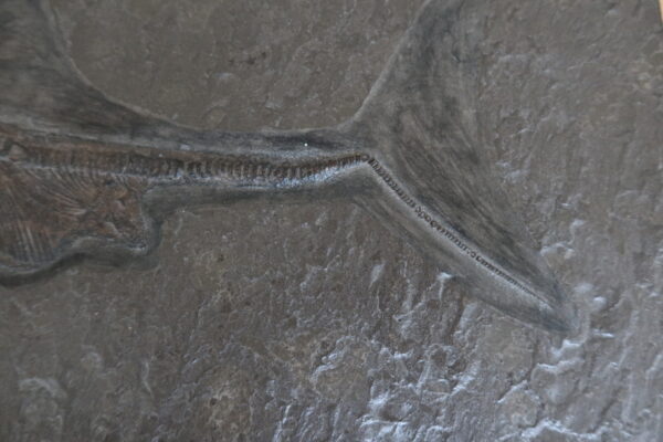 Replik Ichthyosaurus Holzmaden