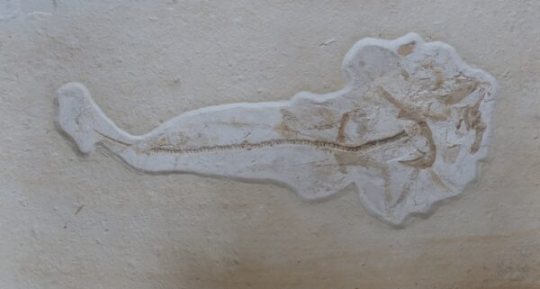 Hai-Fossil Solnhofen
