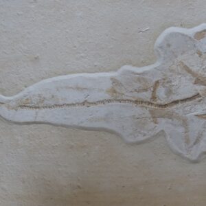 Hai-Fossil Solnhofen