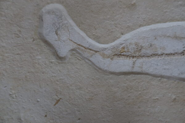 Hai-Fossil Solnhofen