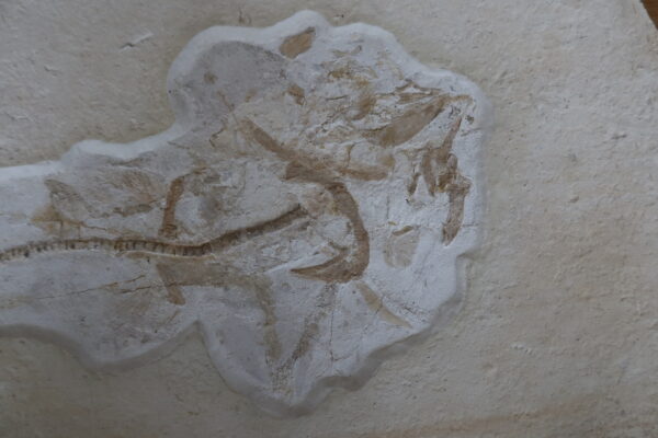 Hai-Fossil Solnhofen