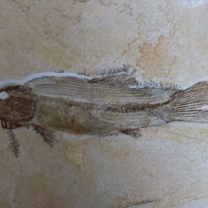 Besenfisch-Fossil Solnhofen