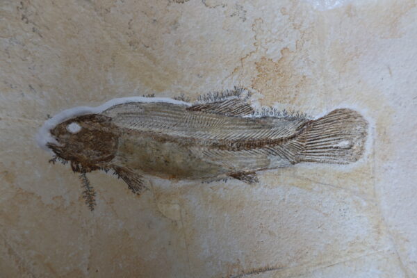 Besenfisch-Fossil Solnhofen