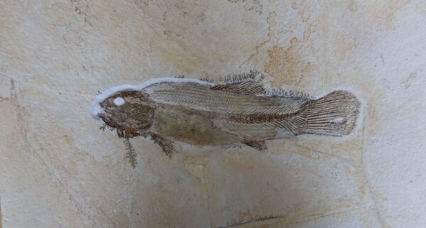 Besenfisch-Fossil Solnhofen