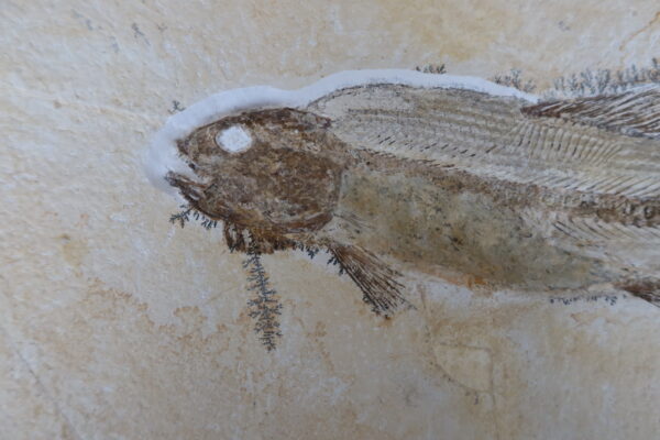 Besenfisch-Fossil Solnhofen