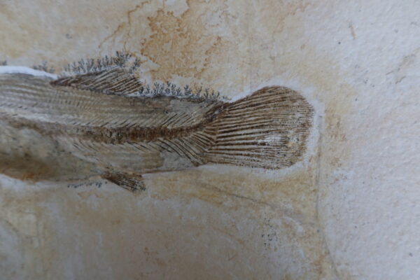 Besenfisch-Fossil Solnhofen