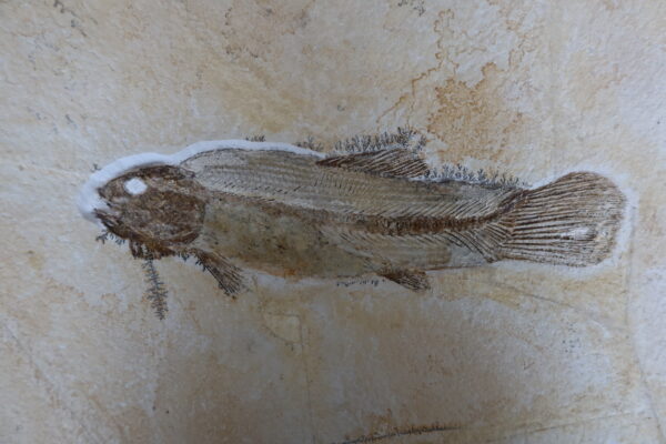 Besenfisch-Fossil Solnhofen