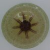 WMF-Ikora Glasschale Art-Deco