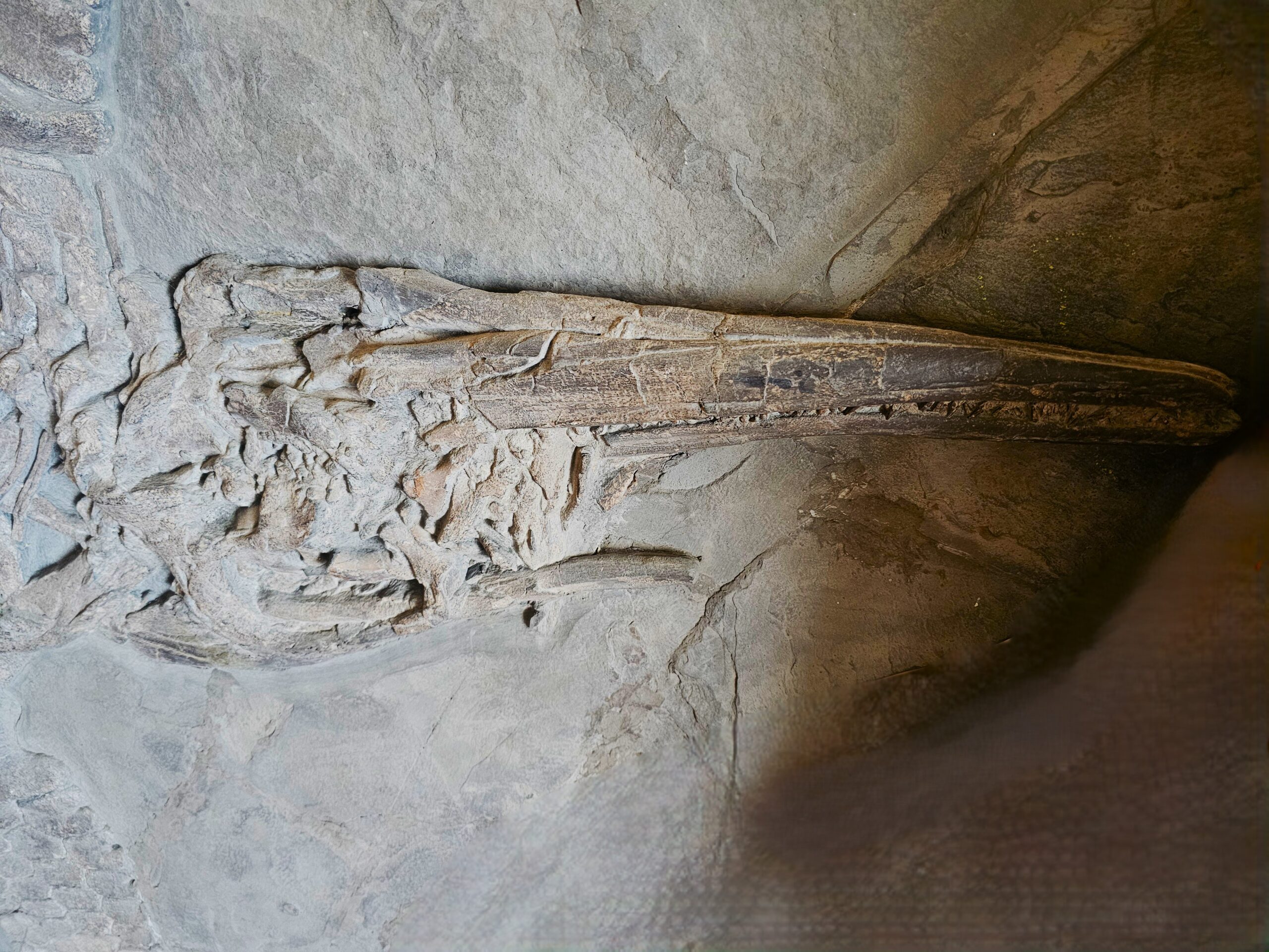 Ichthyosaurier – Bild 7