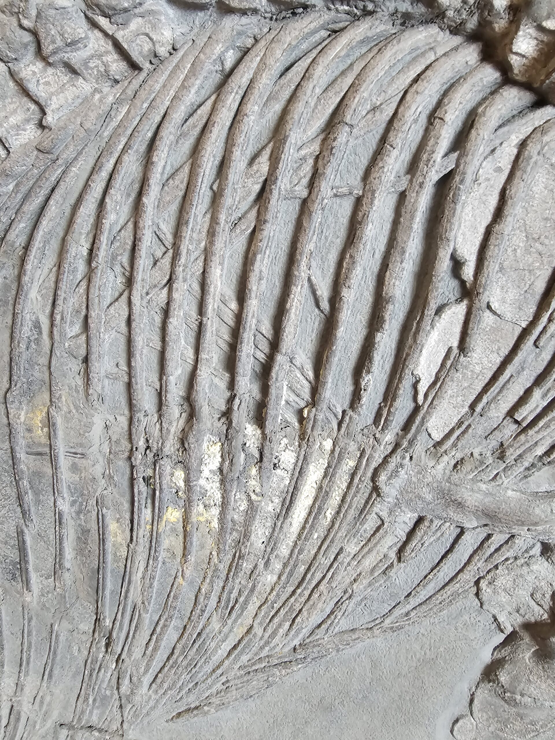 Ichthyosaurier – Bild 3