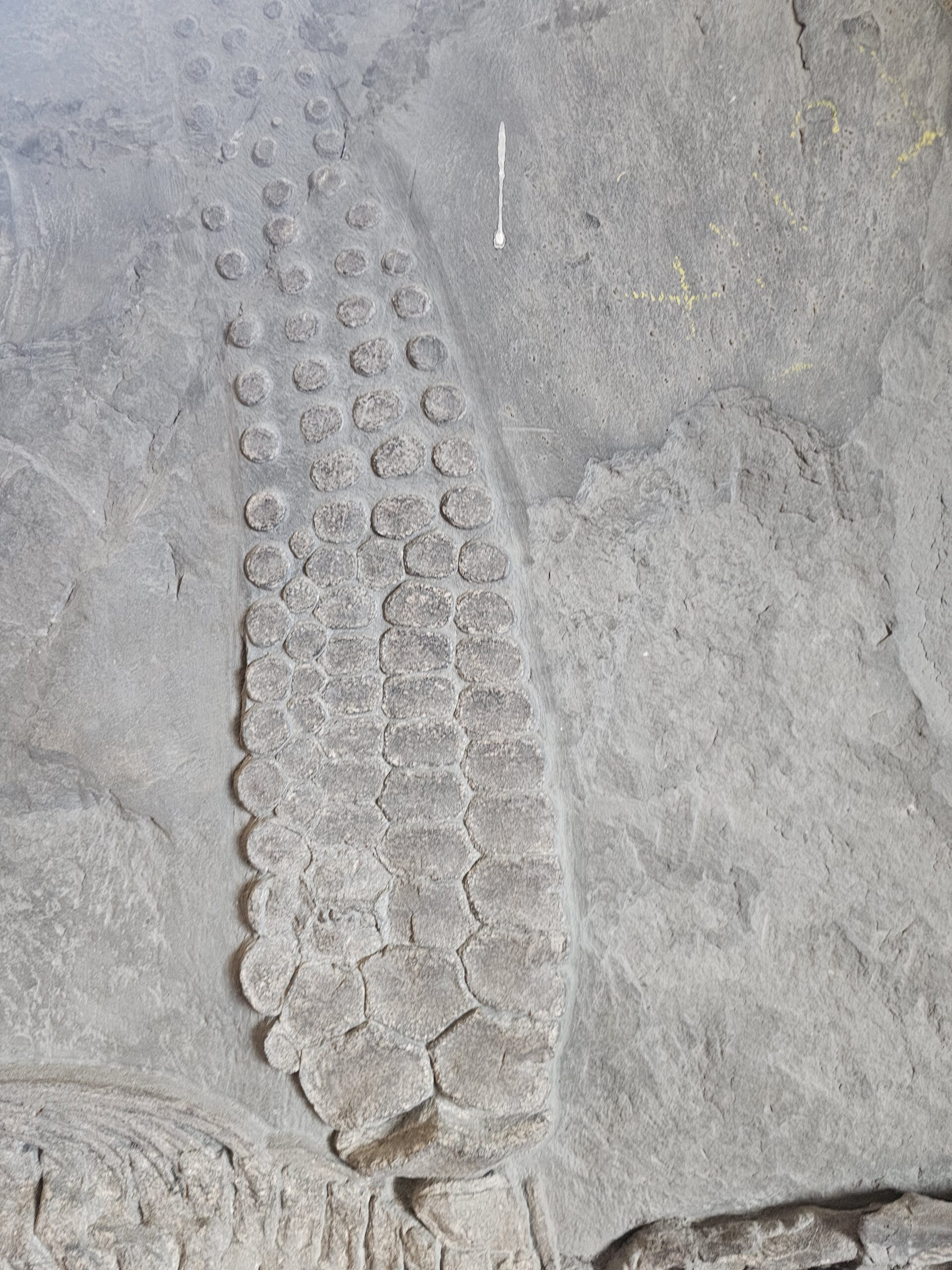 Ichthyosaurier – Bild 6