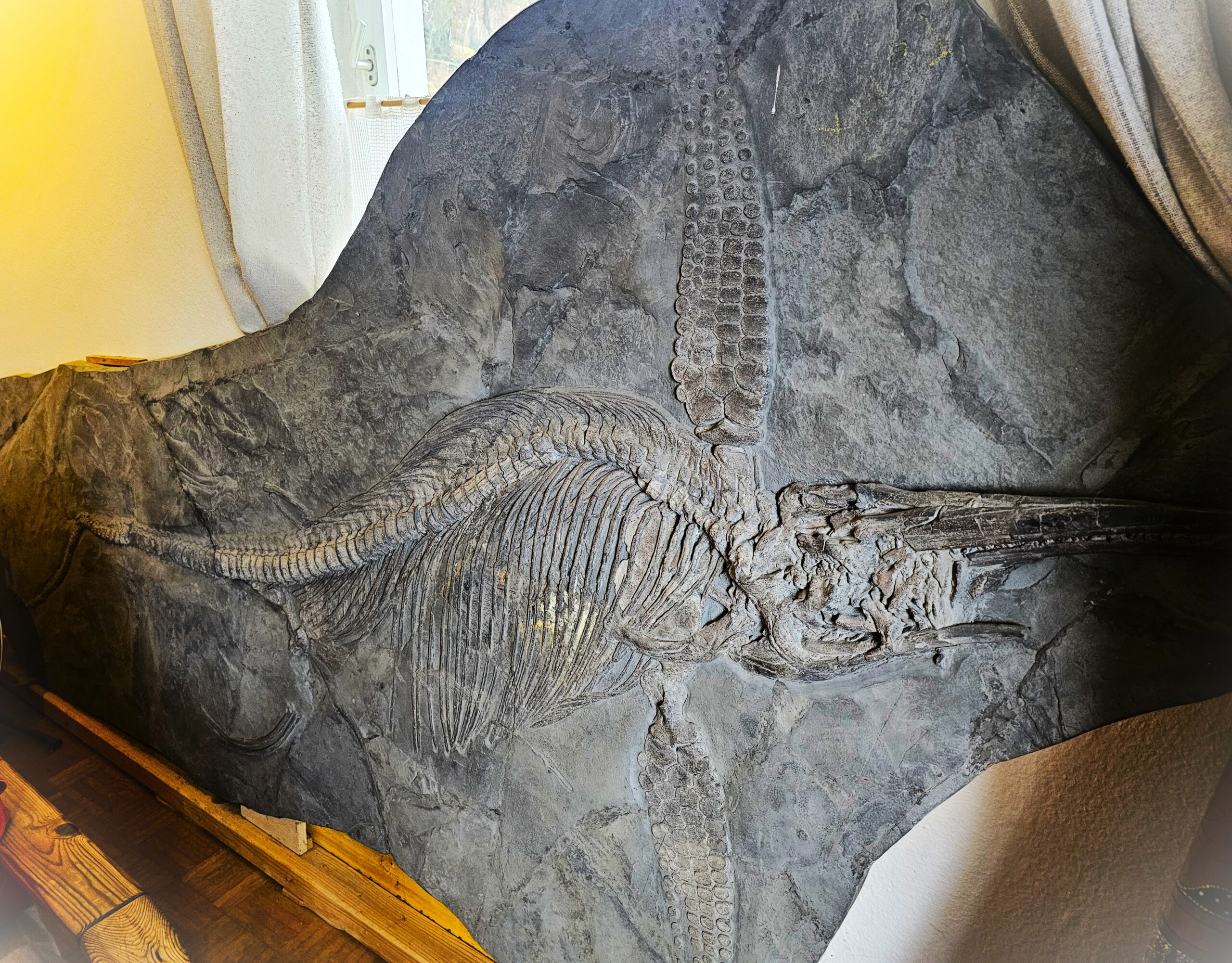 Ichthyosaurier – Bild 4