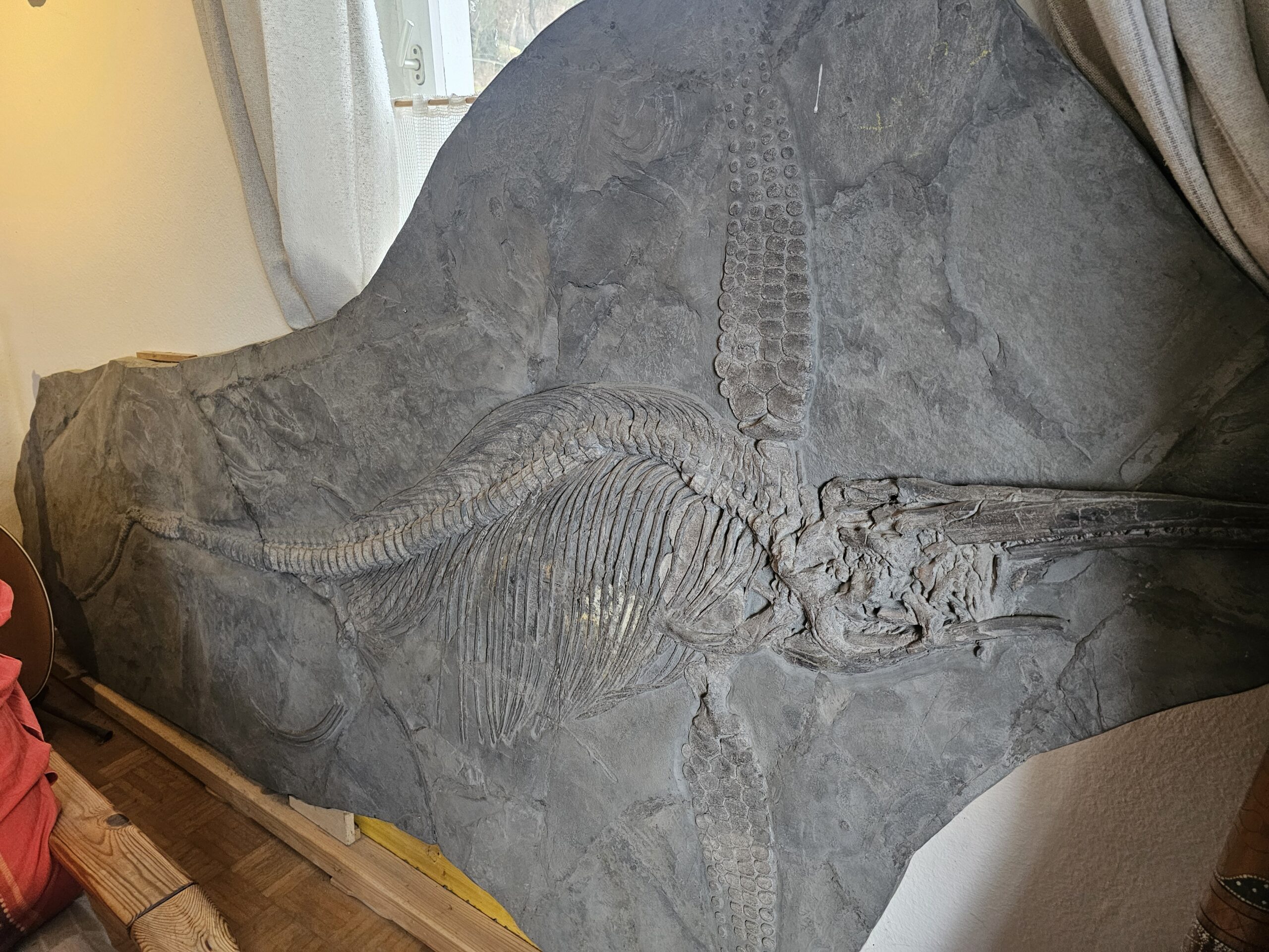 Ichthyosaurier – Bild 8