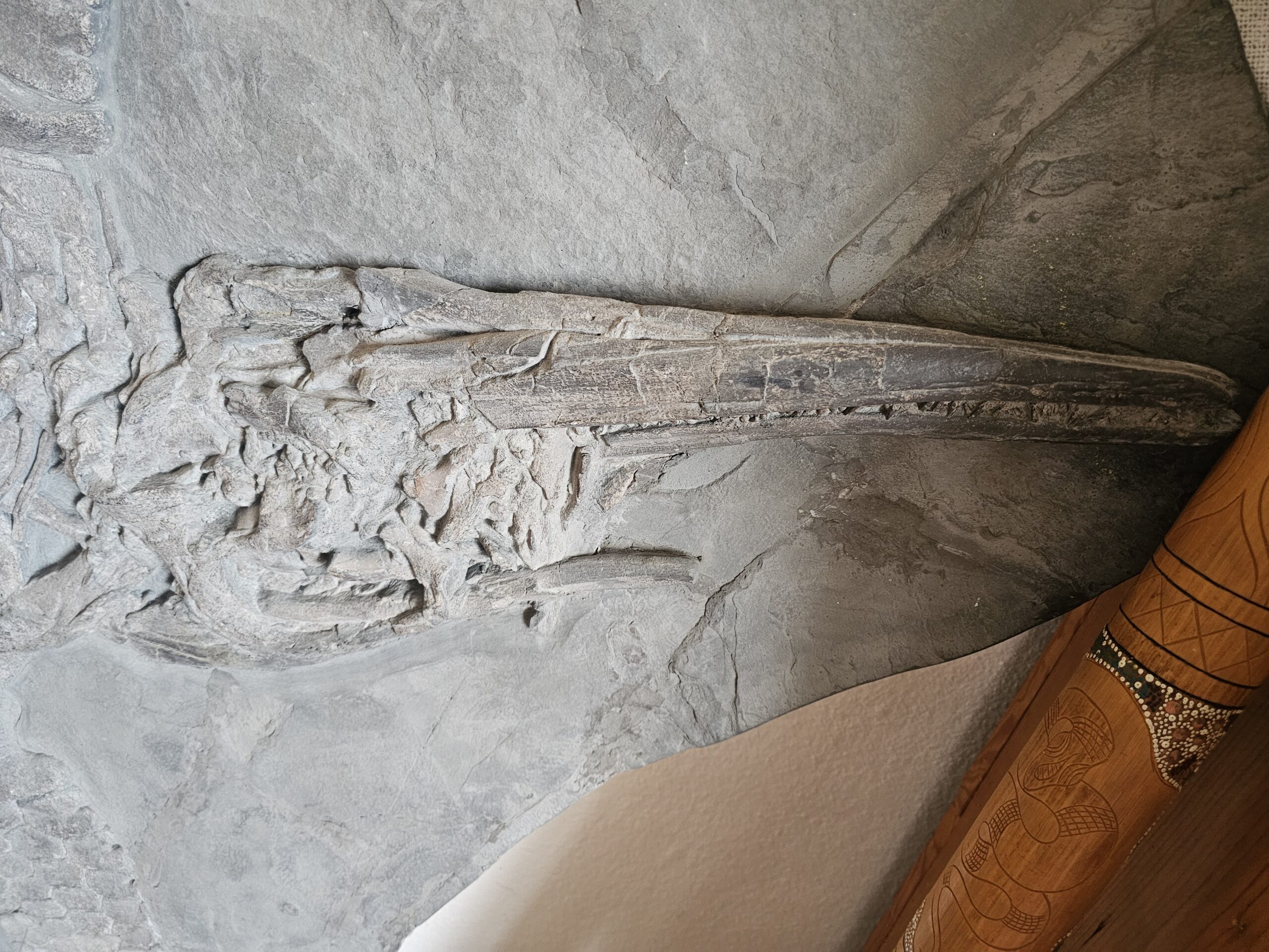 Ichthyosaurier – Bild 9