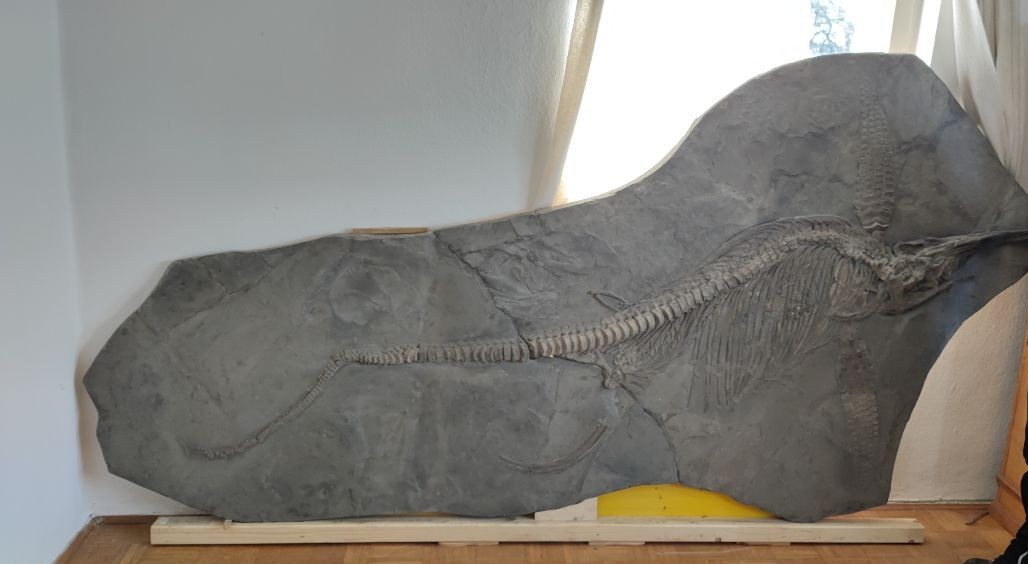 Ichthyosaurier – Bild 5